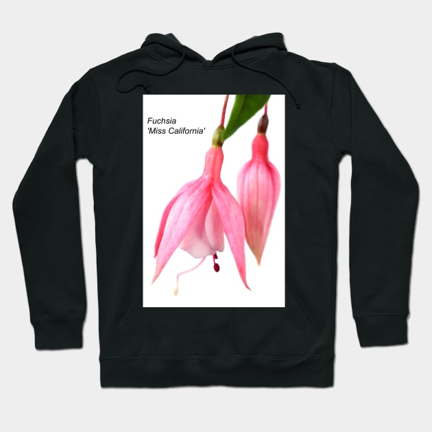 Fuchsia  'Miss California' Hoodie by chrisburrows